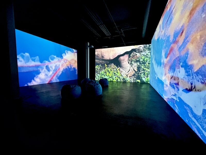 Three projection on wall of an exhibition space. On left wall is a underwater scene of blue water and pinkish colored kelp. on the forward screen the back end of a turtle with portion of shell and hind left leg showing as it walks upon green grass. On right wall is a underwater scene of blue water and pinkish colored kelp. The exhibition space is dark with five aqua colored beanbag chairs on the floor.